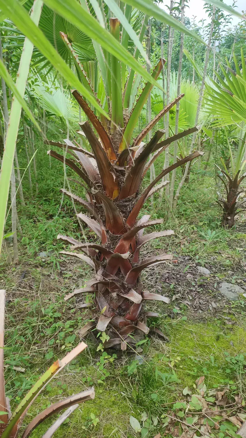 گل گیاه|گل و گیاه طبیعی|واجارگاه, |دیوار