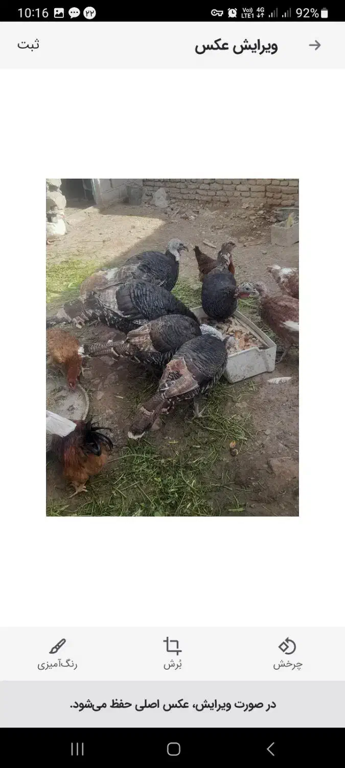 بوقلمون|حیوانات مزرعه|اردبیل, |دیوار