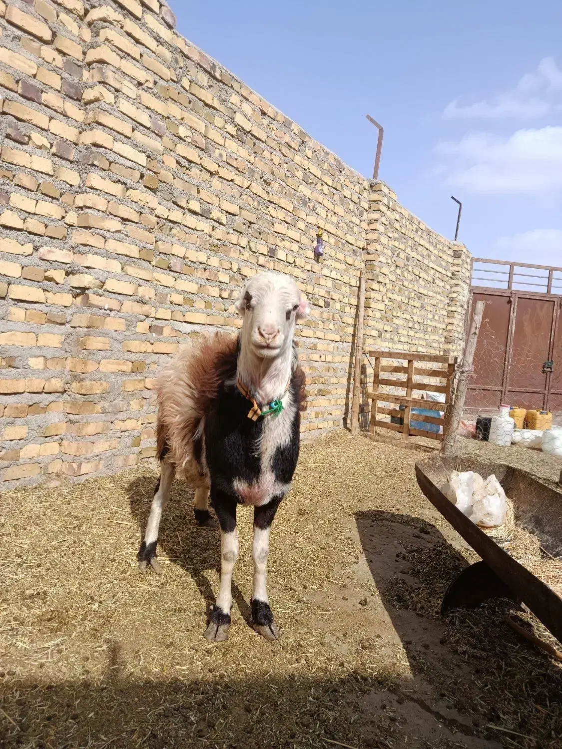 شیشک بروجردی اصیل|حیوانات مزرعه|تایباد, |دیوار