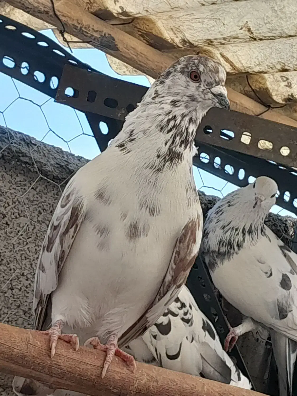 کبوتر عالی|پرنده|تهران, مطهری|دیوار