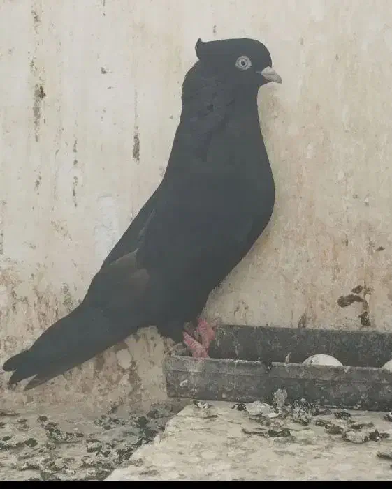 زاغ ابادانی|پرنده|سیرجان, |دیوار