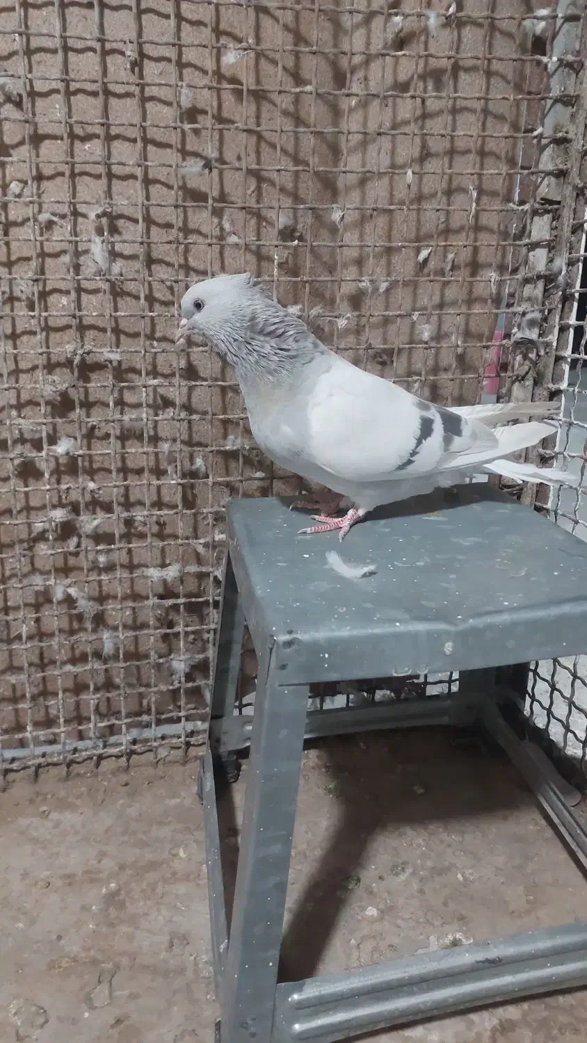 کفتردم سفید|پرنده|شیراز, شهرک مدرس|دیوار