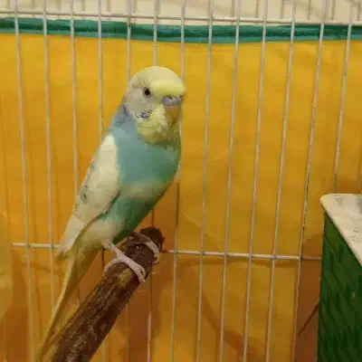 مرغ عشق|پرنده|جوانرود, |دیوار