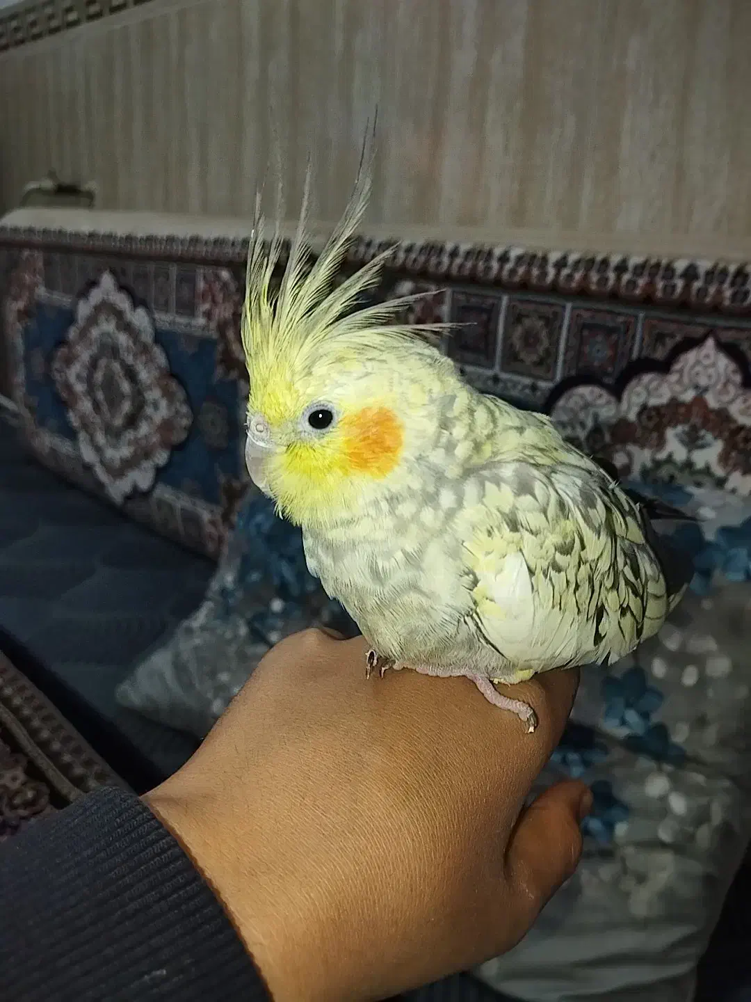 عروس هلندی|پرنده|رباطکریم, الارد|دیوار