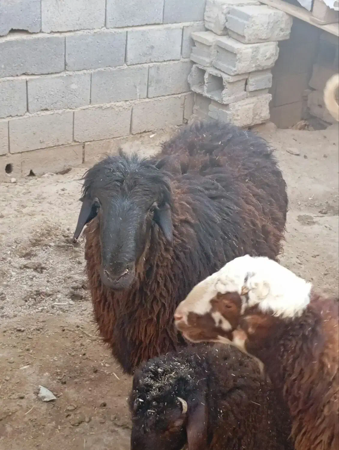 قوچ هترو|حیوانات مزرعه|چناران, |دیوار