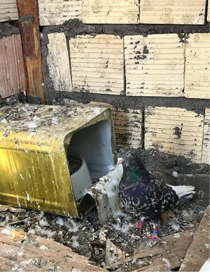 کفتر گمشده|حیوانات|بم, |دیوار