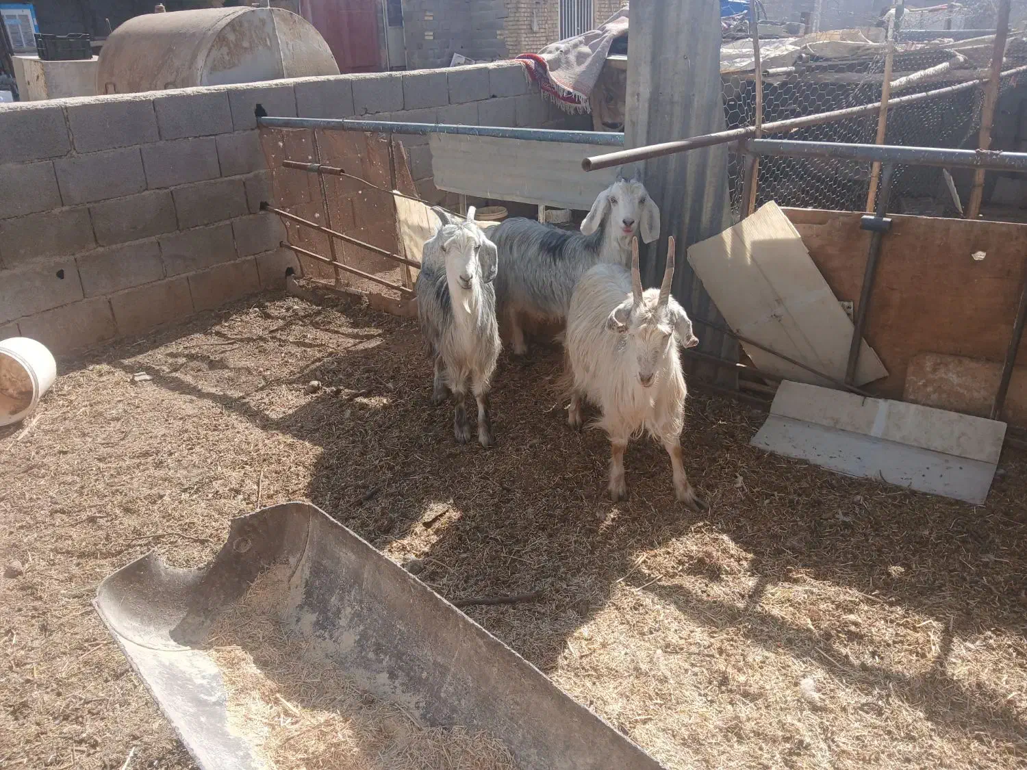 میش بره بز|حیوانات مزرعه|اصفهان, سرشبادران|دیوار