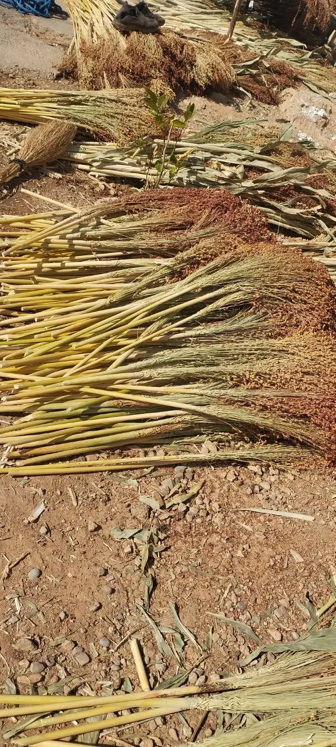 جارو|عمدهفروشی|ویسیان, |دیوار