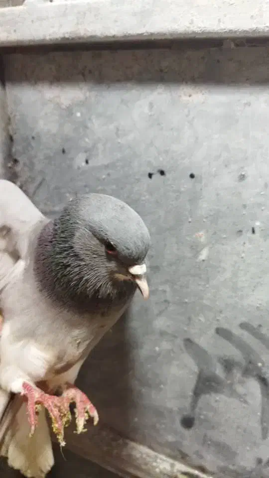 کفتر بدرنگ ماده سبز|پرنده|شیراز, شهرک مطهری|دیوار