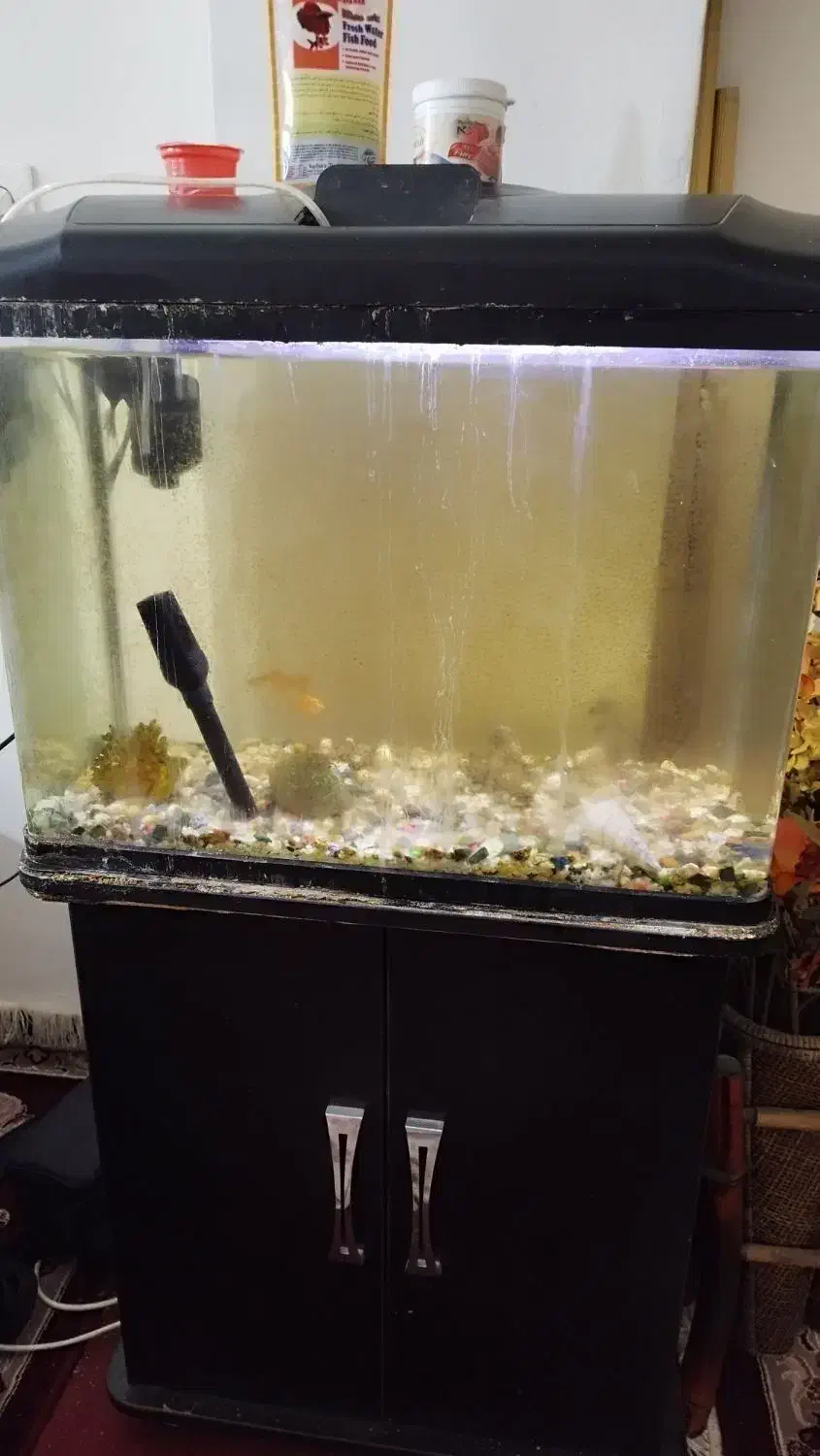 آکواریوم|ماهی|بوشهر, |دیوار