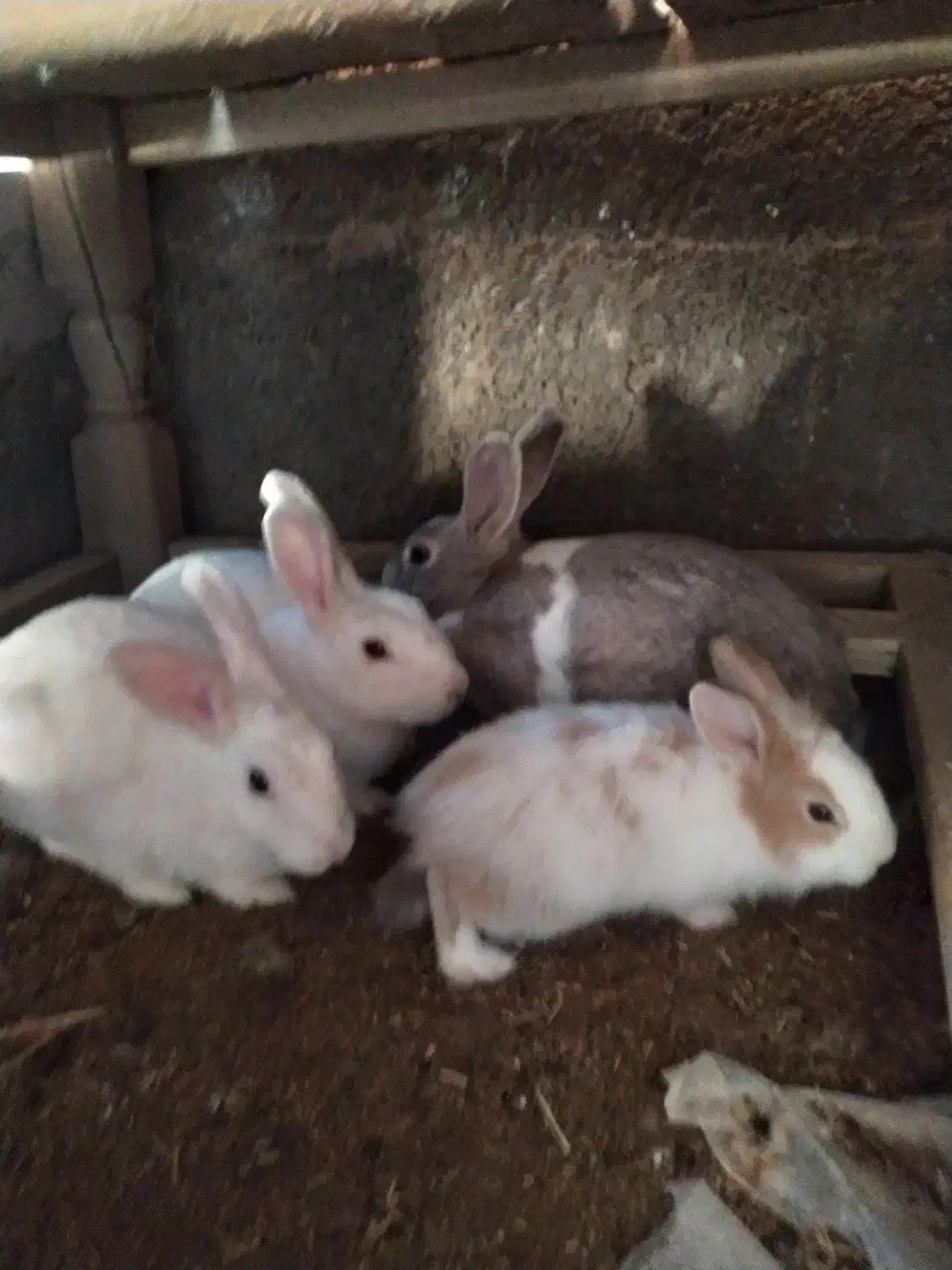 بچه خرگوش بازیگوش|موش و خرگوش|کاشان, فاز ۲ ناجی آباد|دیوار