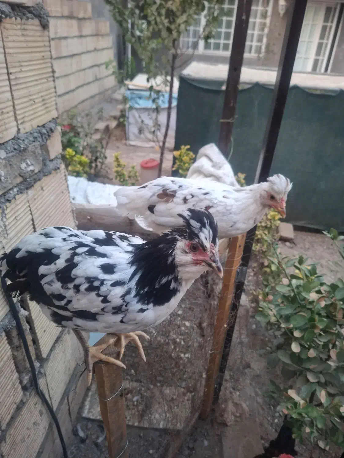 مرغ گلین|حیوانات مزرعه|مشهد, امیریه|دیوار