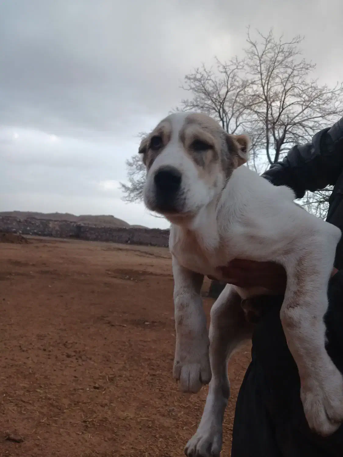 توله ماده|سگ|نیشابور, مازول|دیوار