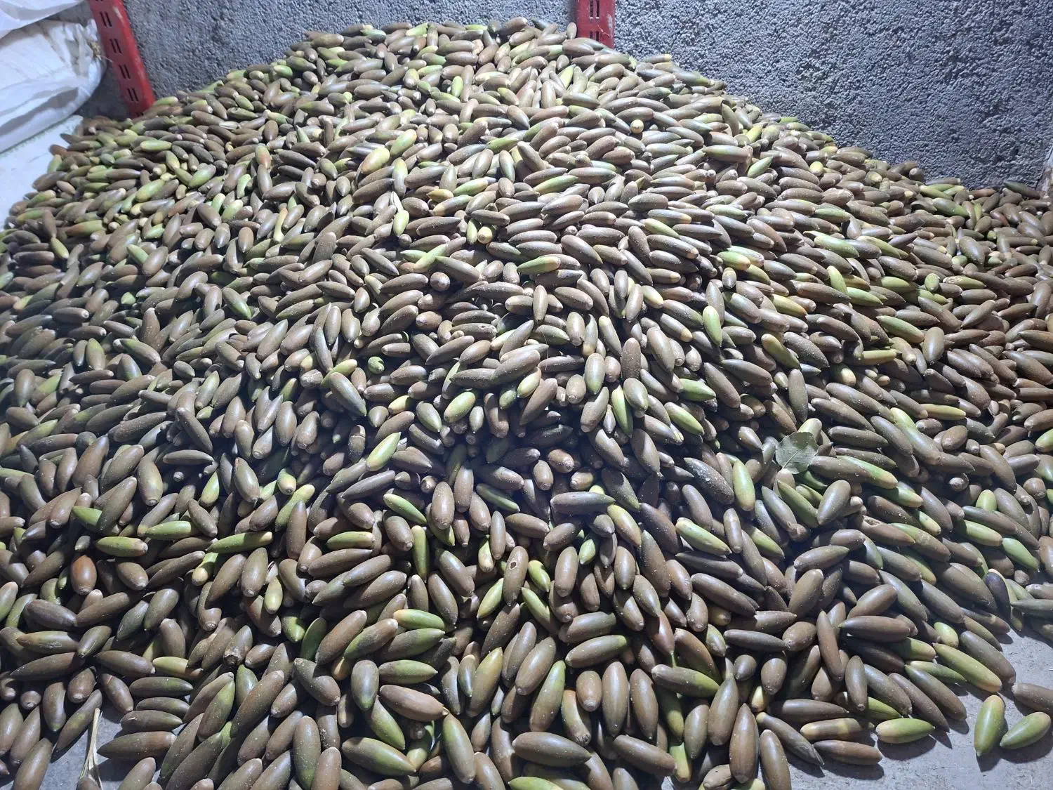 بلوط درجه یک کیلو ۱۴|خوردنی و آشامیدنی|باشت, |دیوار