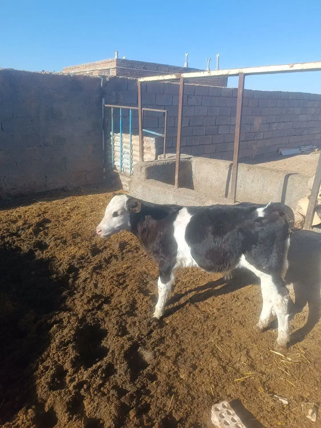 گاوشیری|حیوانات مزرعه|سده (خراسان جنوبی), |دیوار