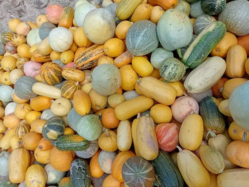 کدو|خوردنی و آشامیدنی|نیشابور, شهید بهشتی|دیوار