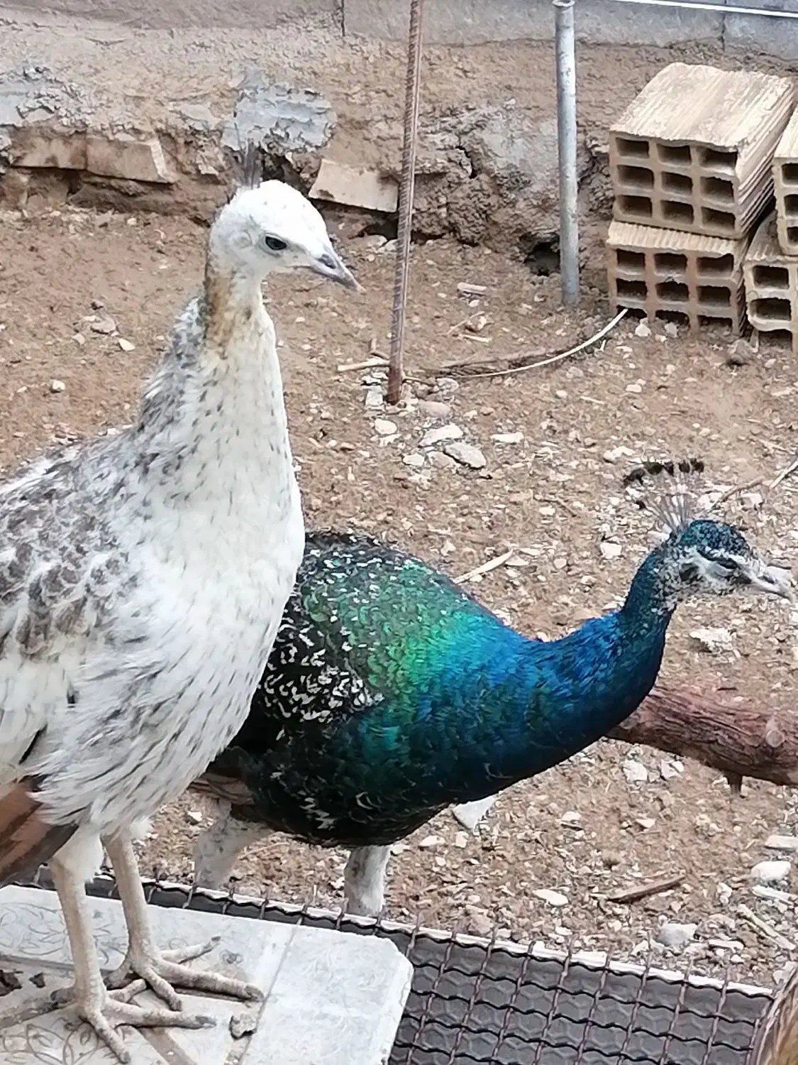 فروش مرغ خروس|حیوانات مزرعه|درمیان, |دیوار