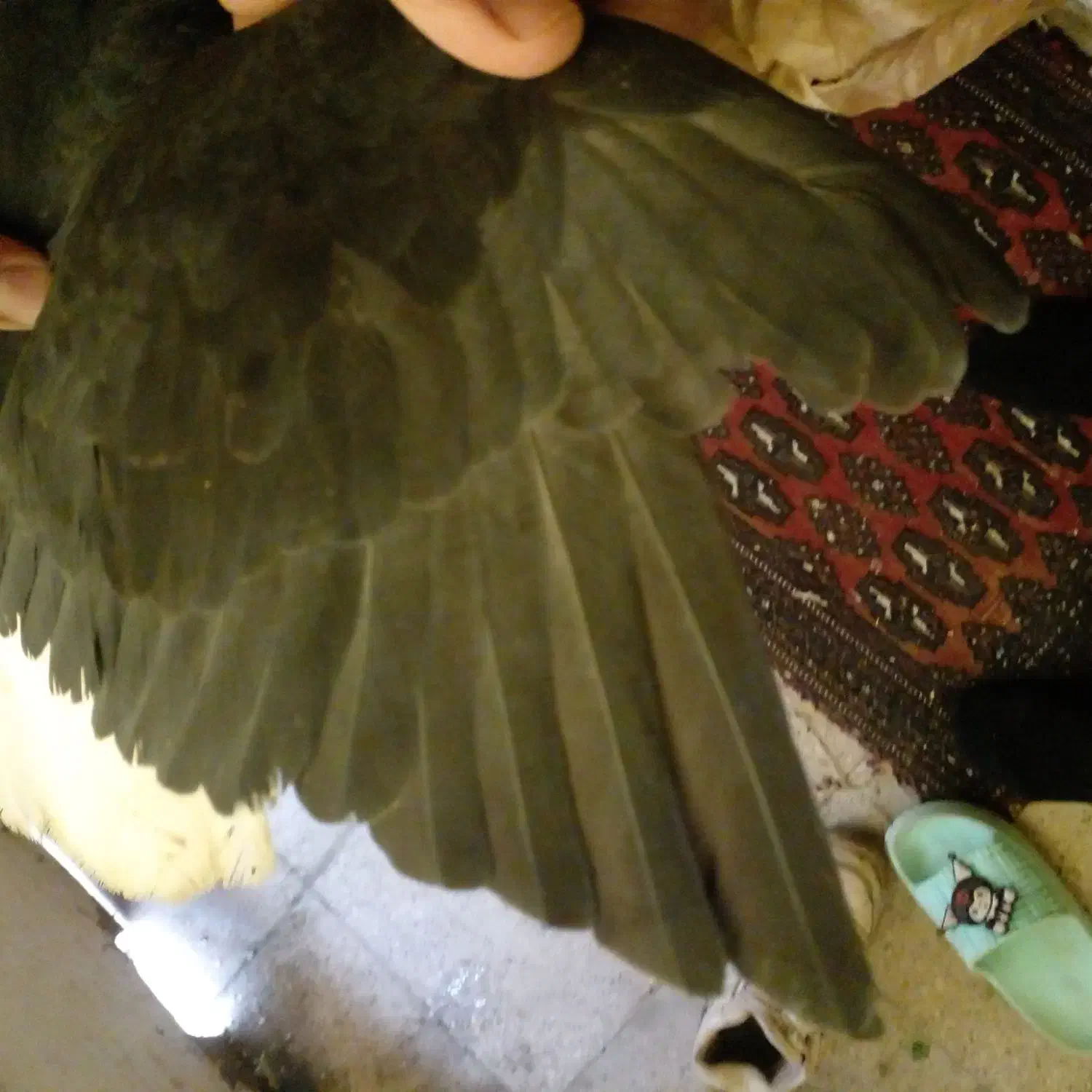 کبوتر|پرنده|بشاریات, |دیوار