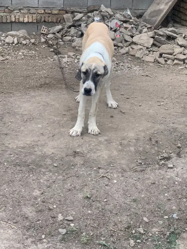 سگ آلابای اصیل|سگ|گنبد کاووس, |دیوار