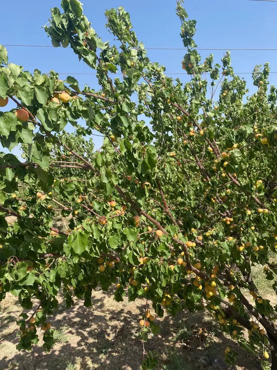 باغ در زواریان|فروش زمین و ملک کلنگی|قم, انصار‌الحسین|دیوار