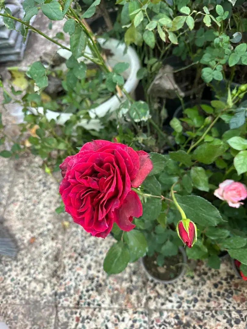 فروش ویژه گل رز و گل ها باغچه ای|گل و گیاه طبیعی|کازرون, |دیوار