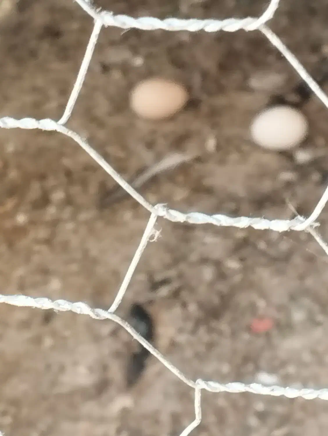 مرغ خانگی|حیوانات مزرعه|کازرون, |دیوار