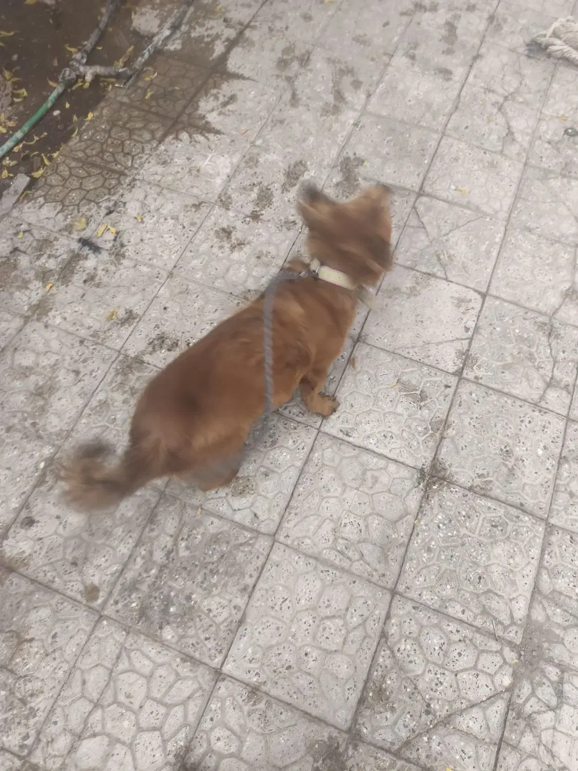 فروش|سگ|بم, |دیوار