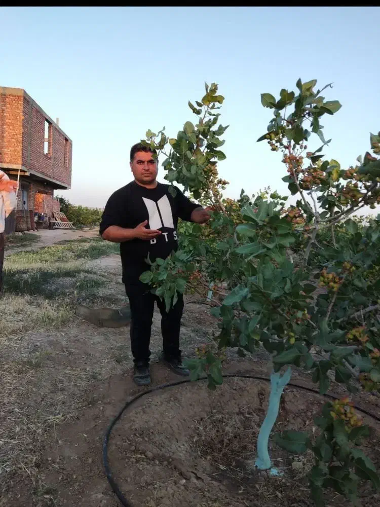 نهالستان صنوبر پسته|عمده‌فروشی|دشتابی, |دیوار