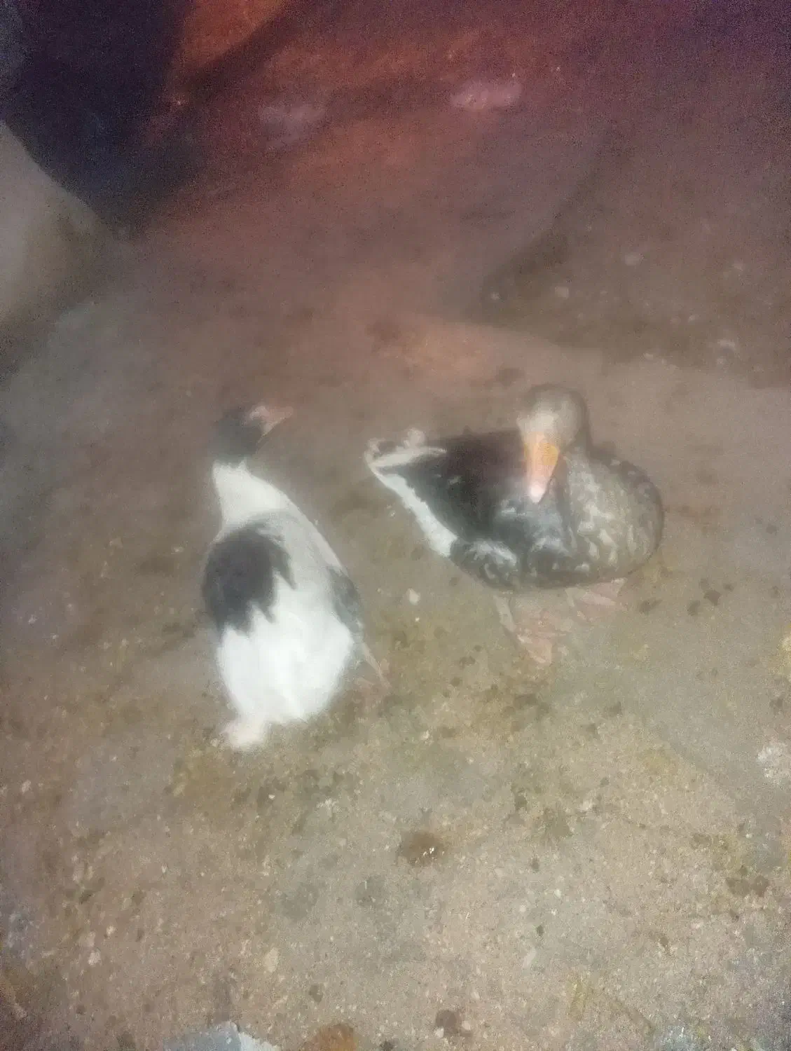 غاز|حیوانات مزرعه|مرودشت, بیست متری بیمارستان|دیوار