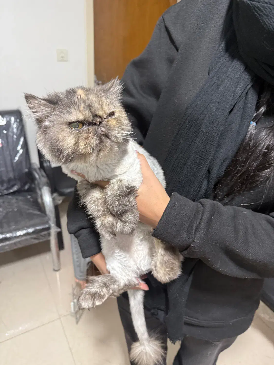 واگذاری رایگان گربه پرشین|گربه|قزوین, |دیوار