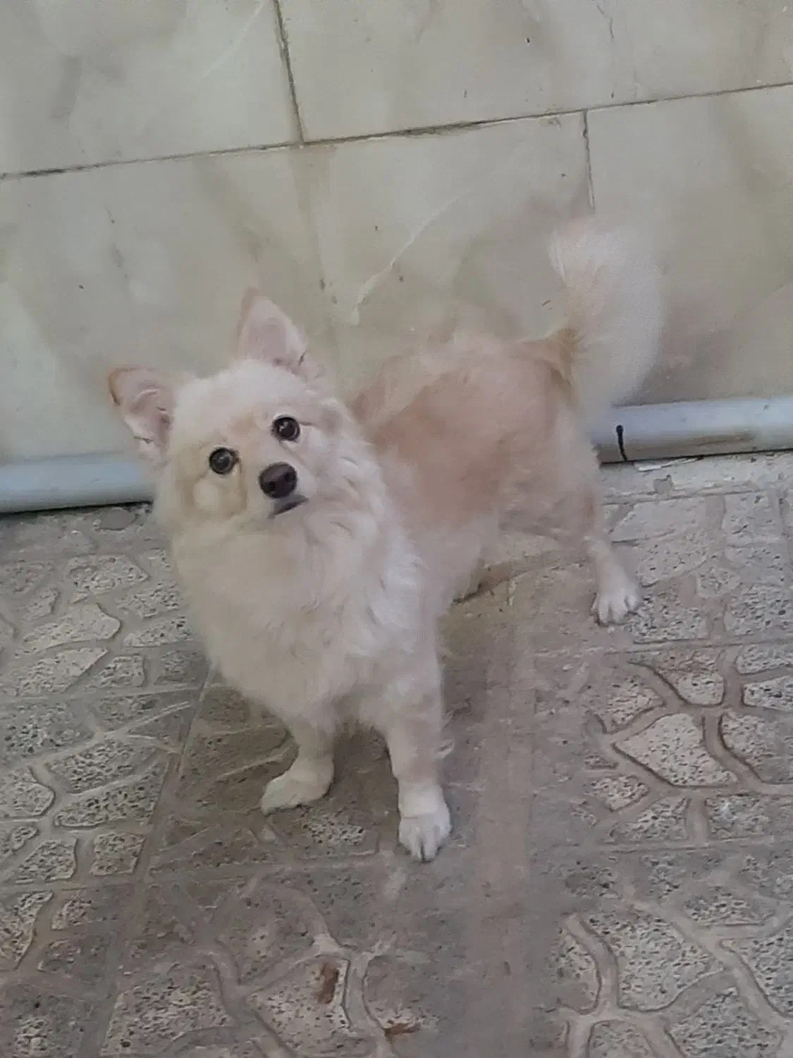 پامر اشپیتز|سگ|کرج, فاز ۲ مهرشهر|دیوار