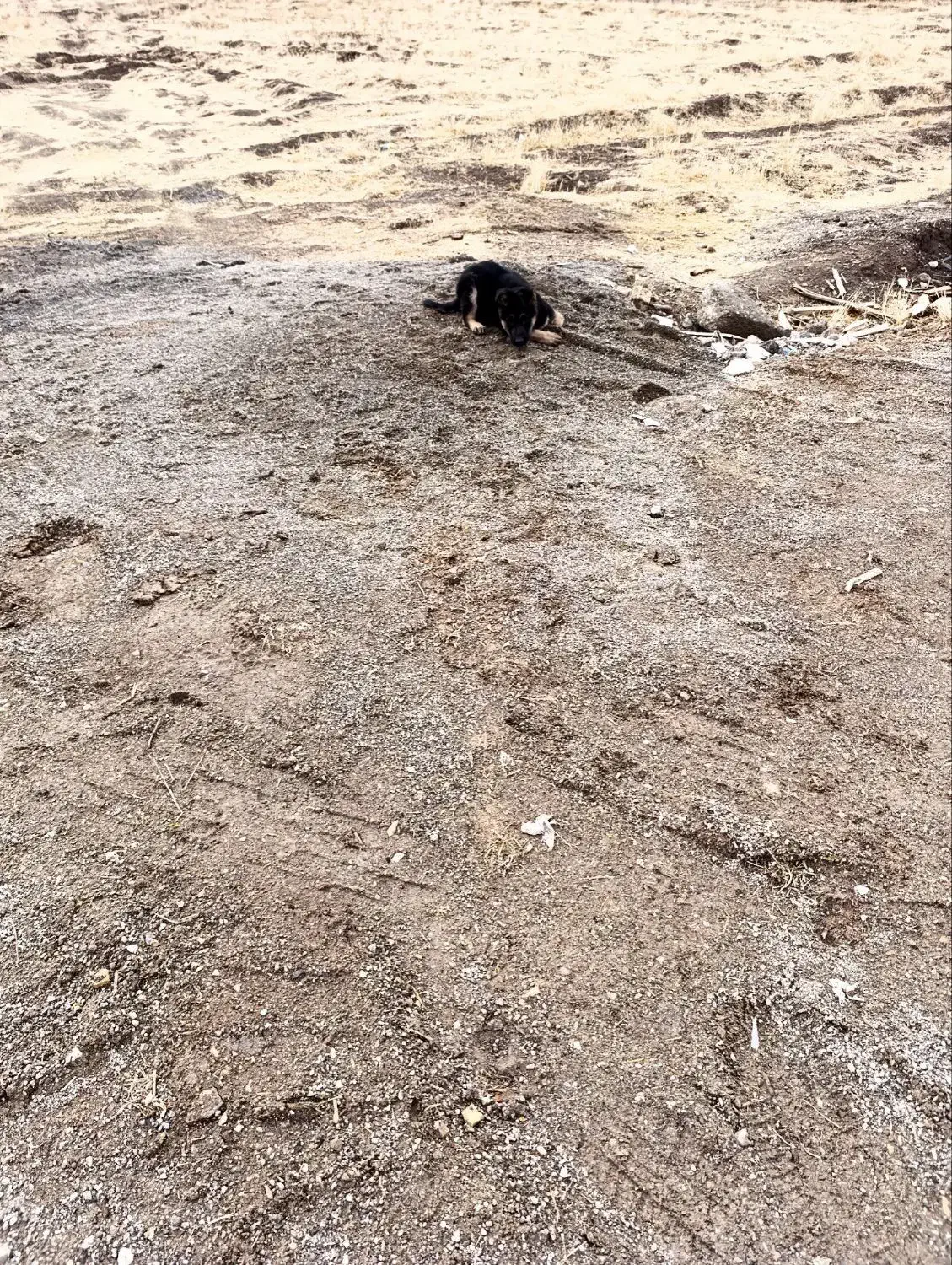 سگ ژرمن شولاین نر|سگ|رزن, |دیوار