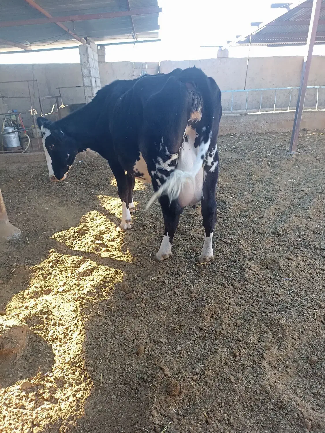 گاو شیری|حیوانات مزرعه|سده (خراسان جنوبی), |دیوار