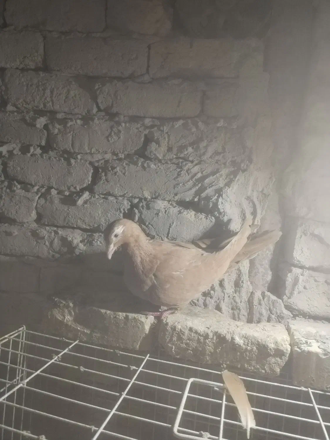 ماده کارل مولیمنز|پرنده|تربت‌حیدریه, بالا ولایت|دیوار