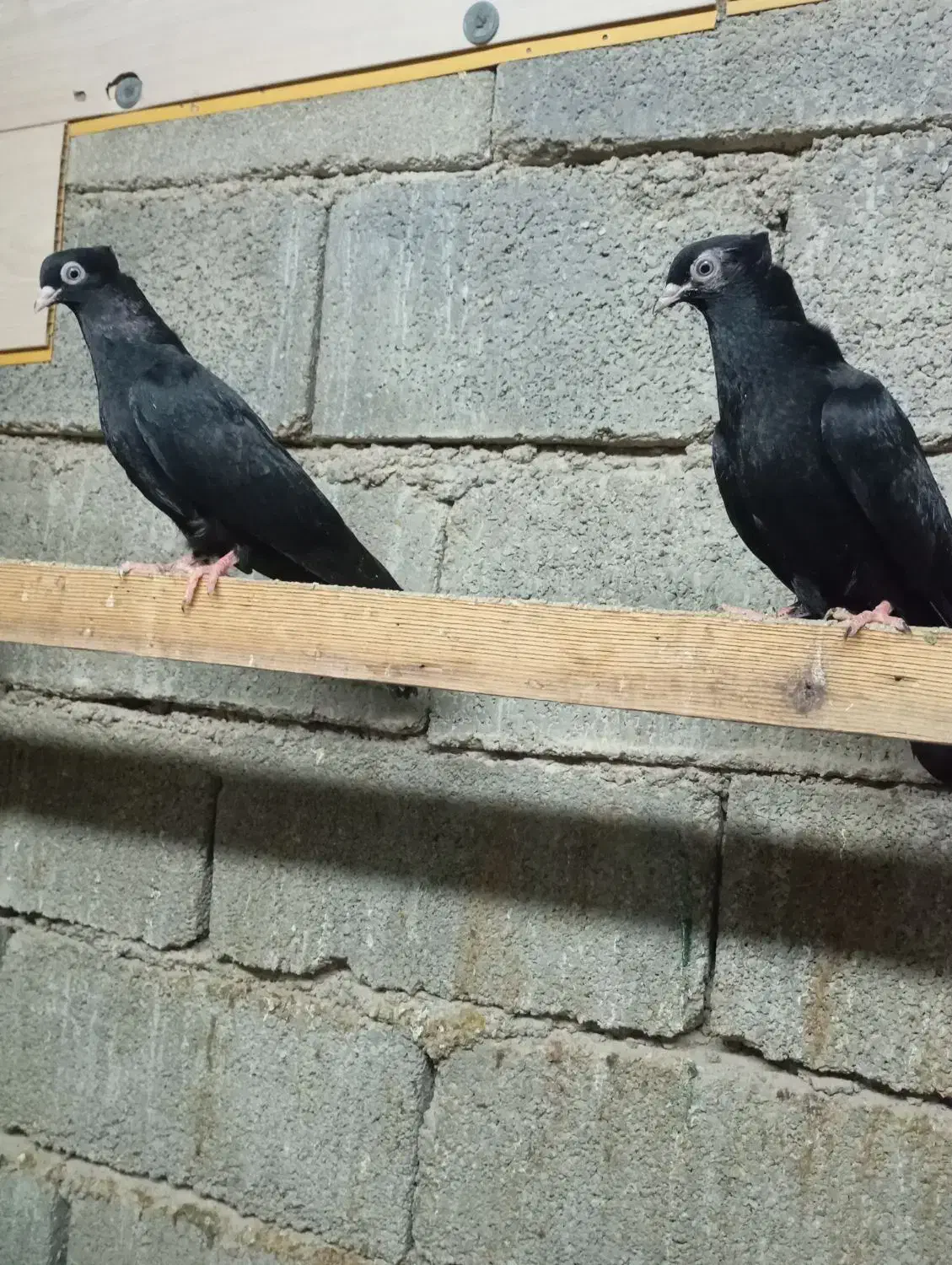 کبوتر کله ای وسیاه|پرنده|چمران, |دیوار