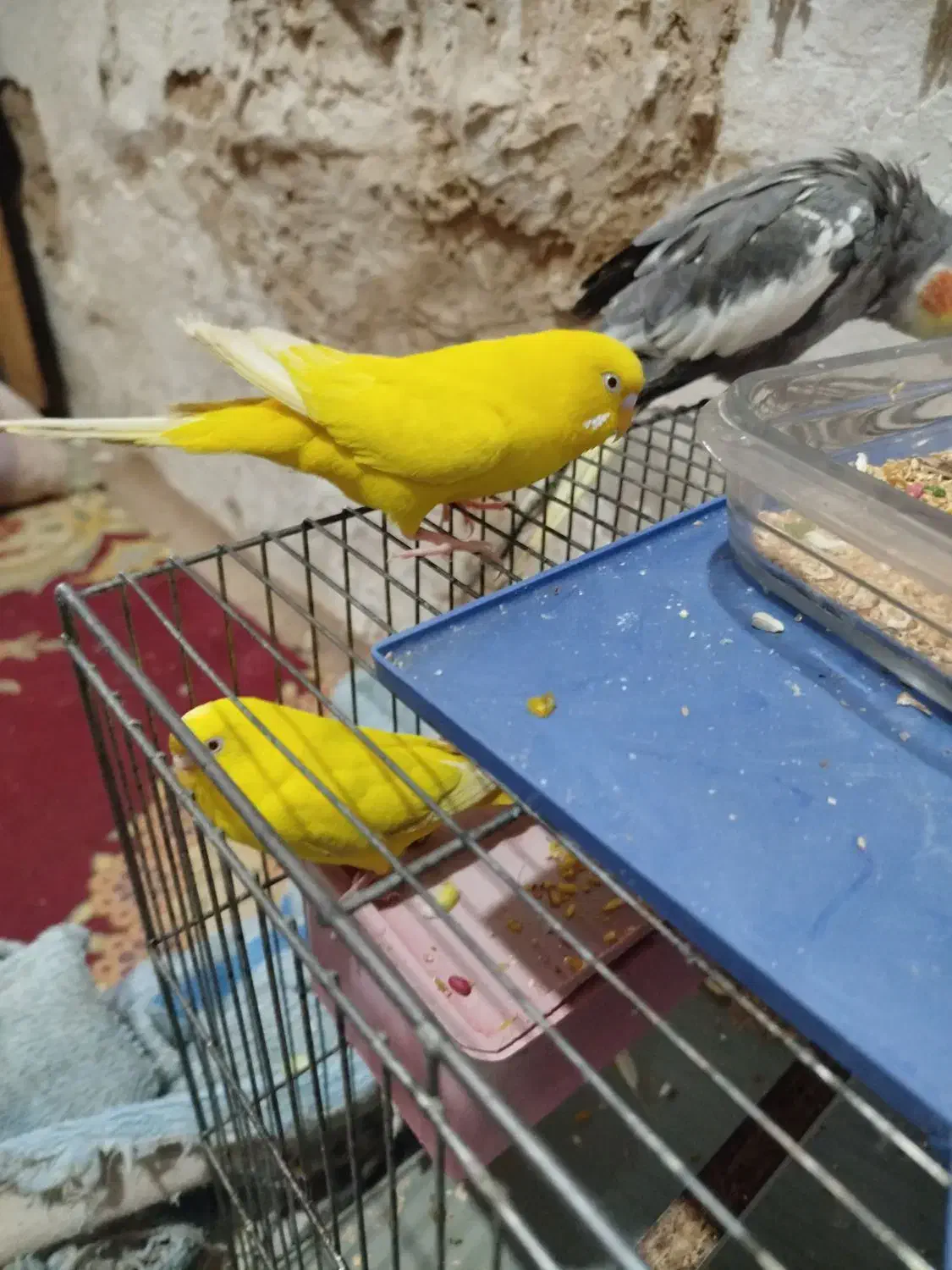 مرغ عشق معاوضه با جوجه عروس|پرنده|کارون, |دیوار