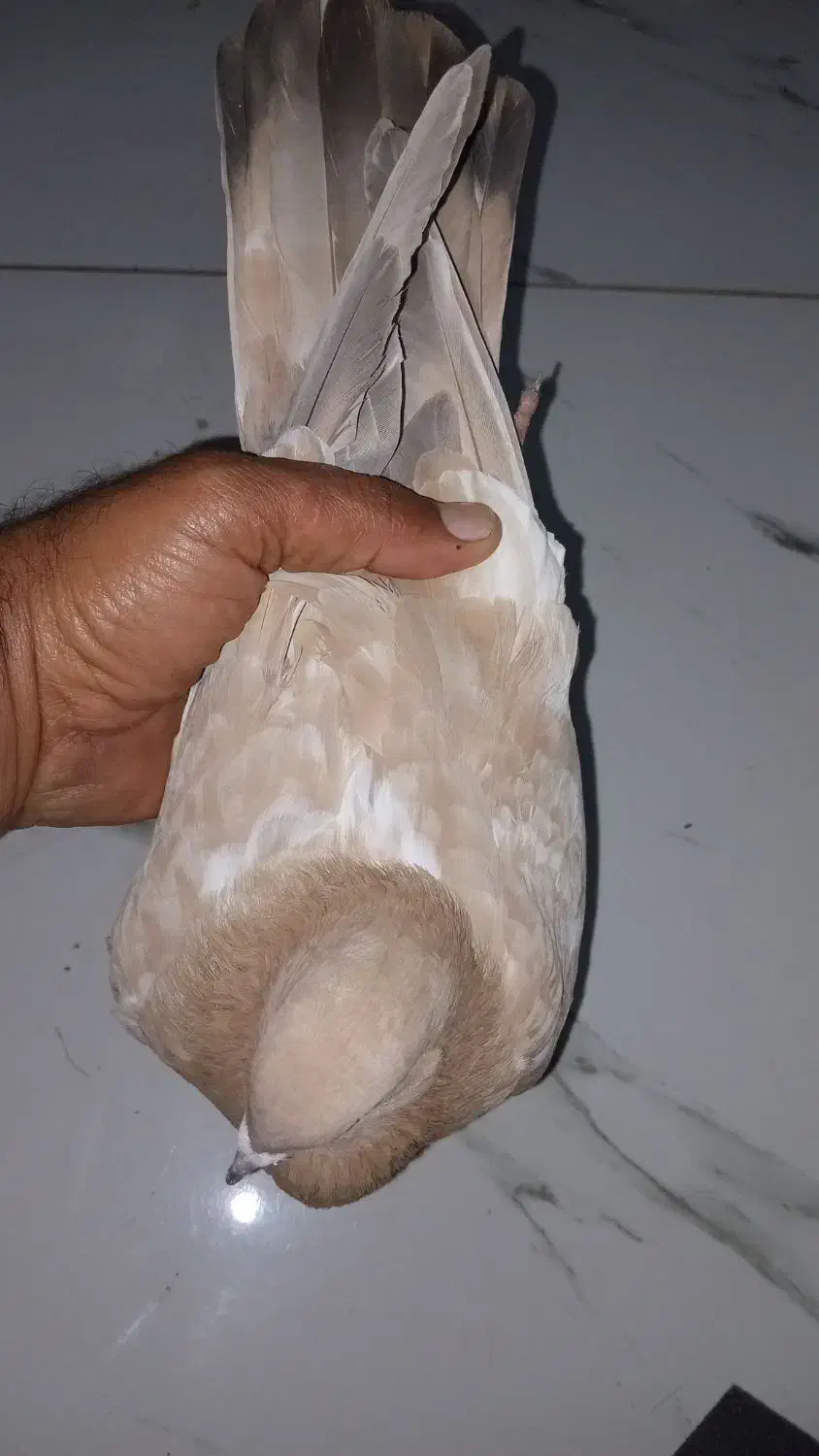 کله ای|پرنده|هندیجان, |دیوار