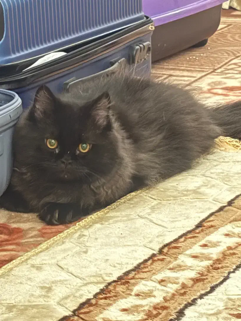 گربه|گربه|بندرلنگه, |دیوار