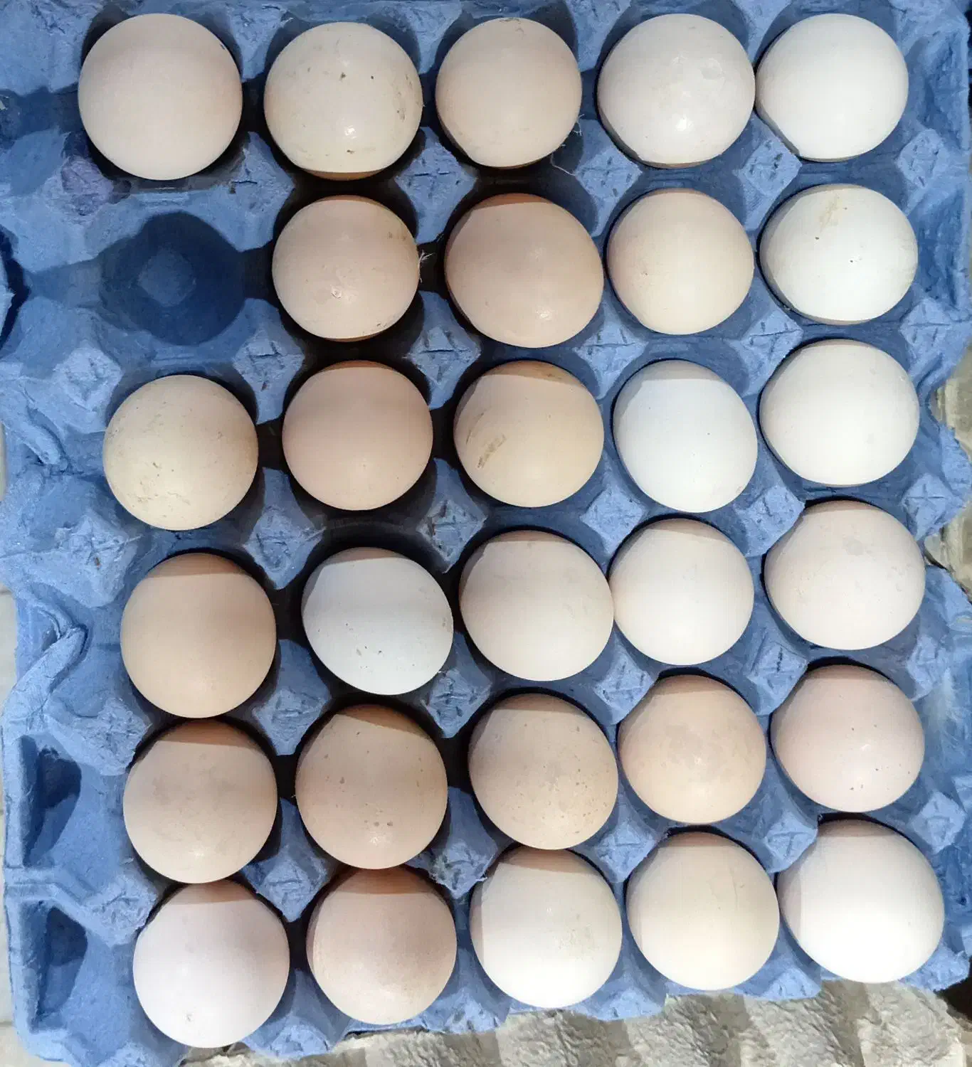 تخم مرغ محلی|حیوانات مزرعه|خوی, |دیوار