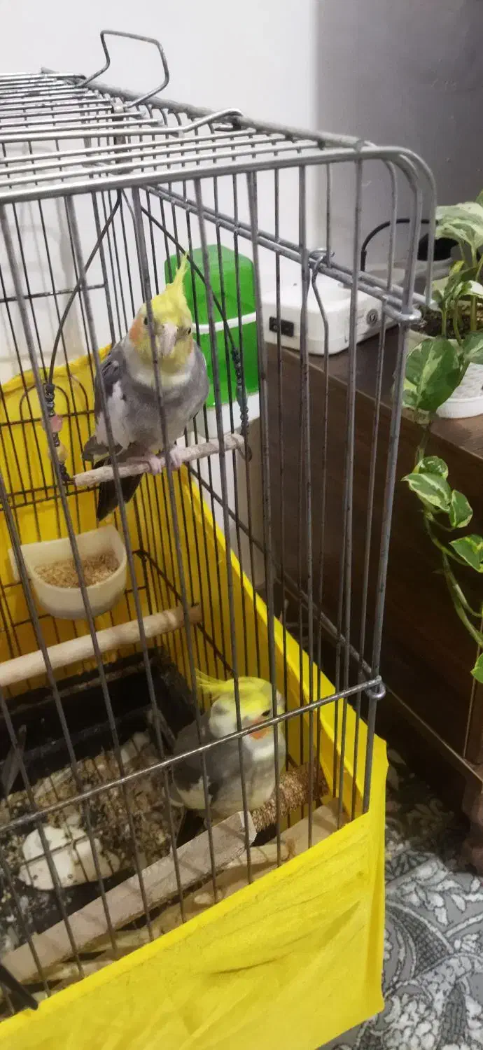 عروس هلندی نر|پرنده|رودسر, |دیوار