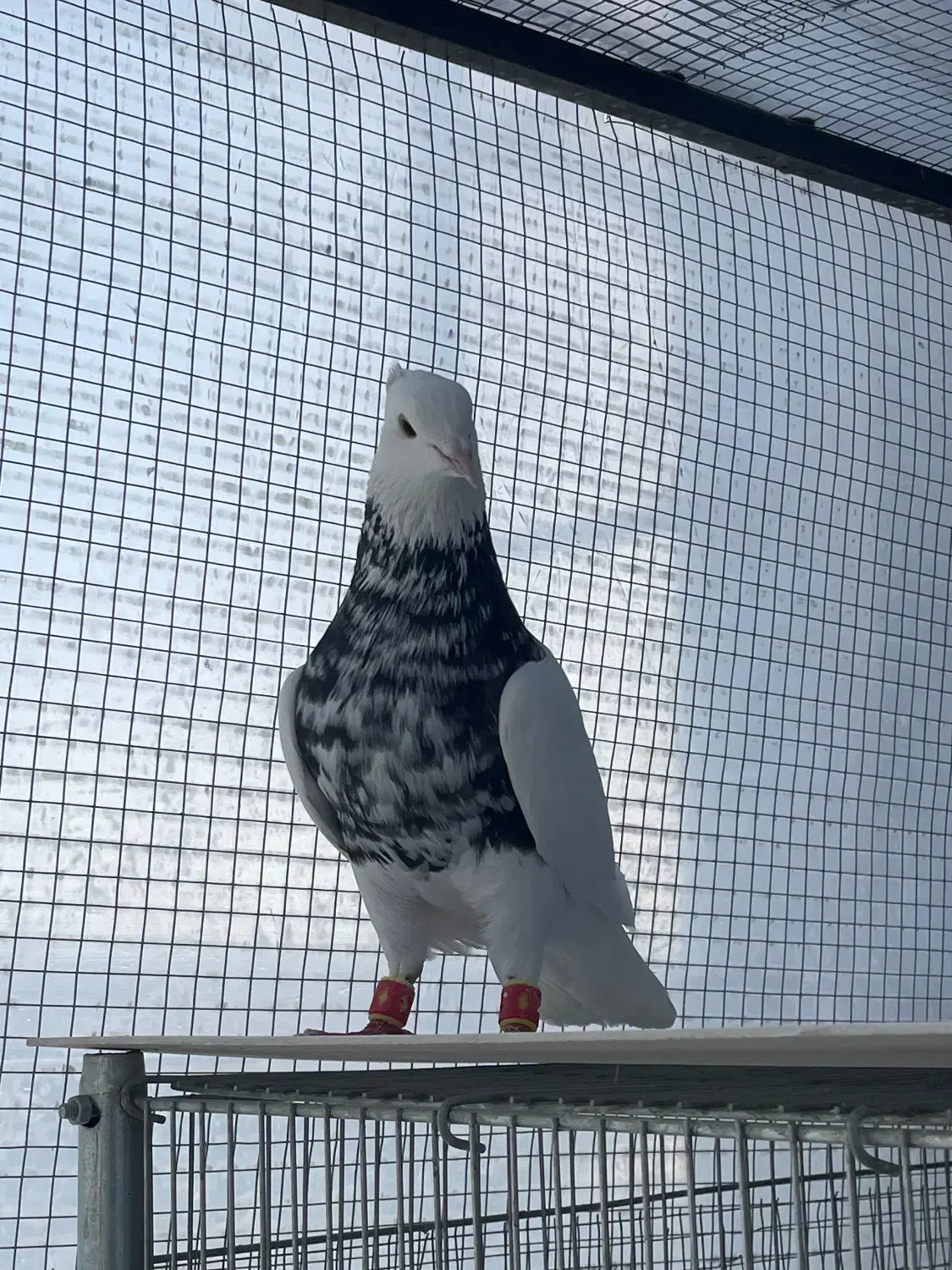 طوقی|پرنده|ورزنه, |دیوار