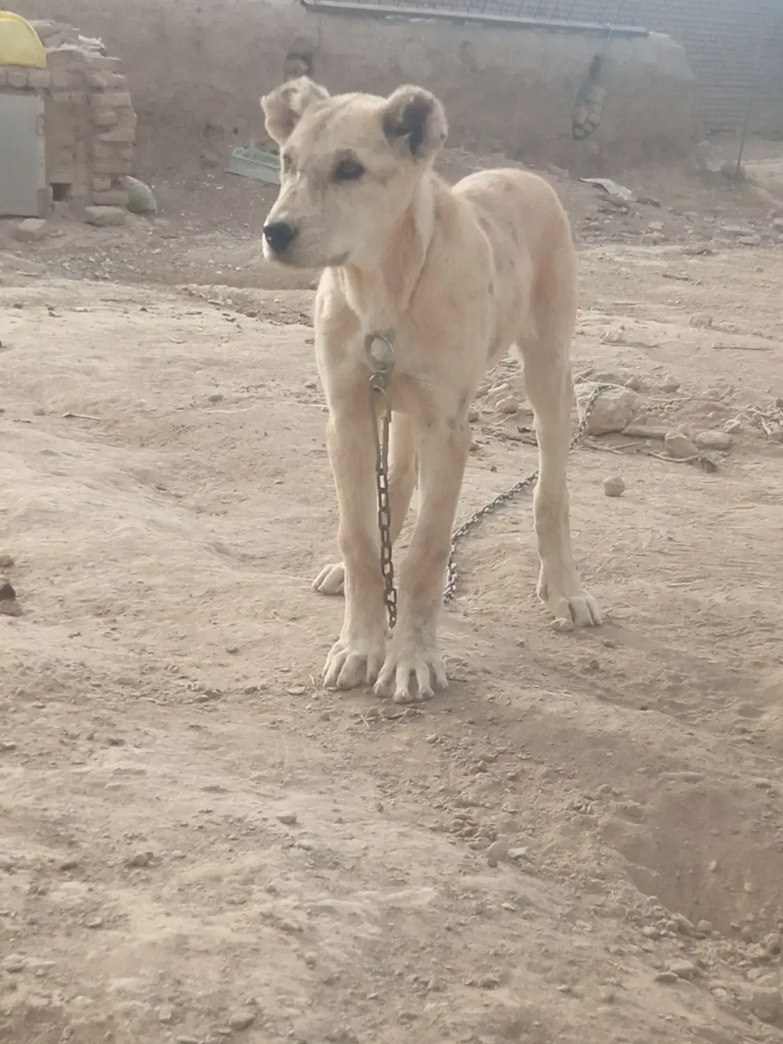 ماده عتیقه فروشی|سگ|چناران, |دیوار