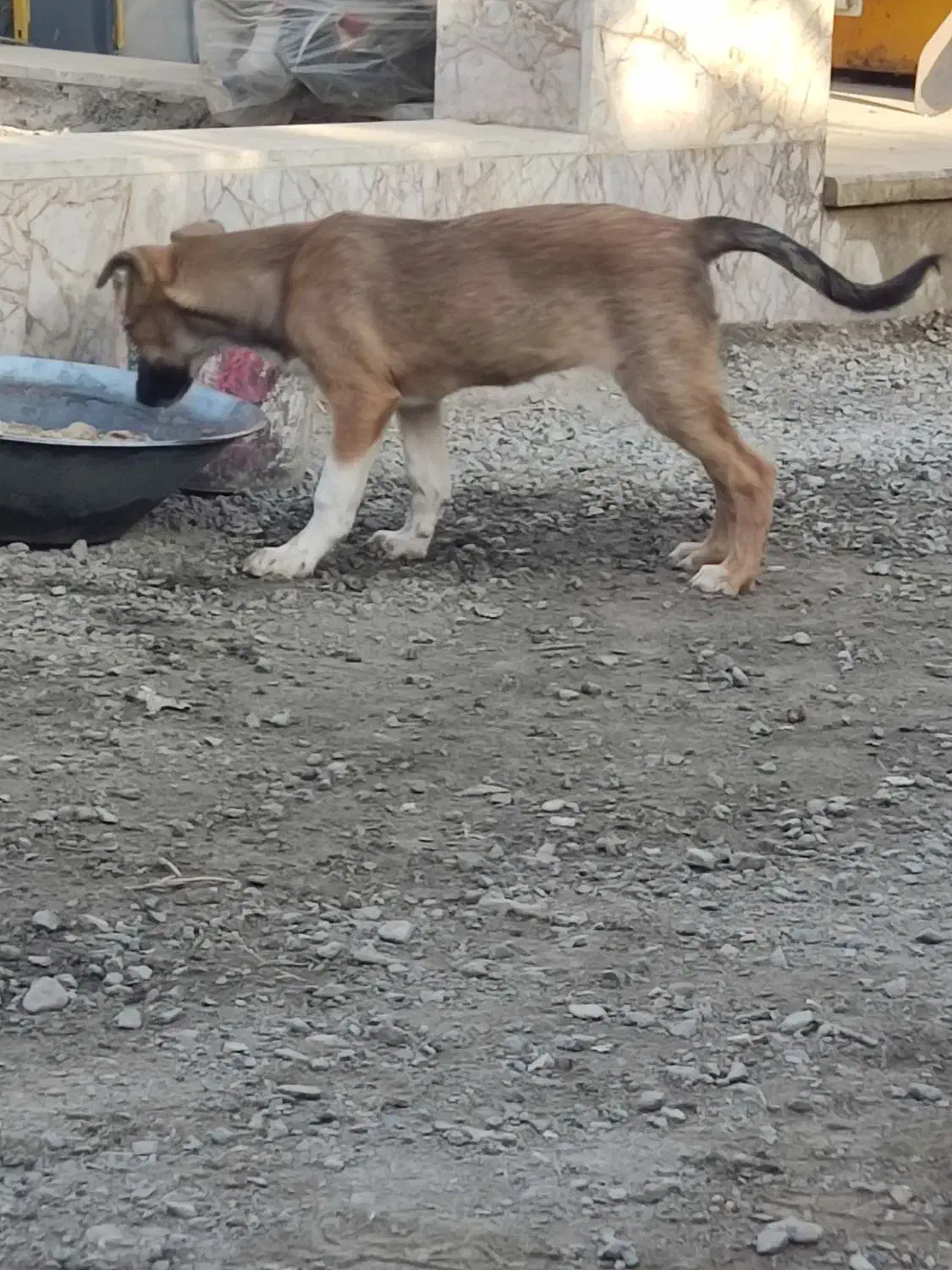 واگذاری توله ۴ماهه|سگ|مشهد, صیدآباد|دیوار