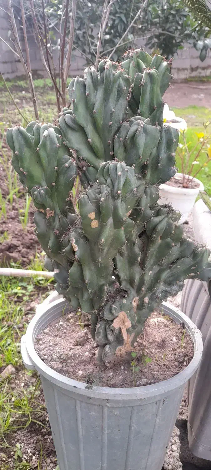 صخره ای|گل و گیاه طبیعی|رشت, حومه رشت|دیوار