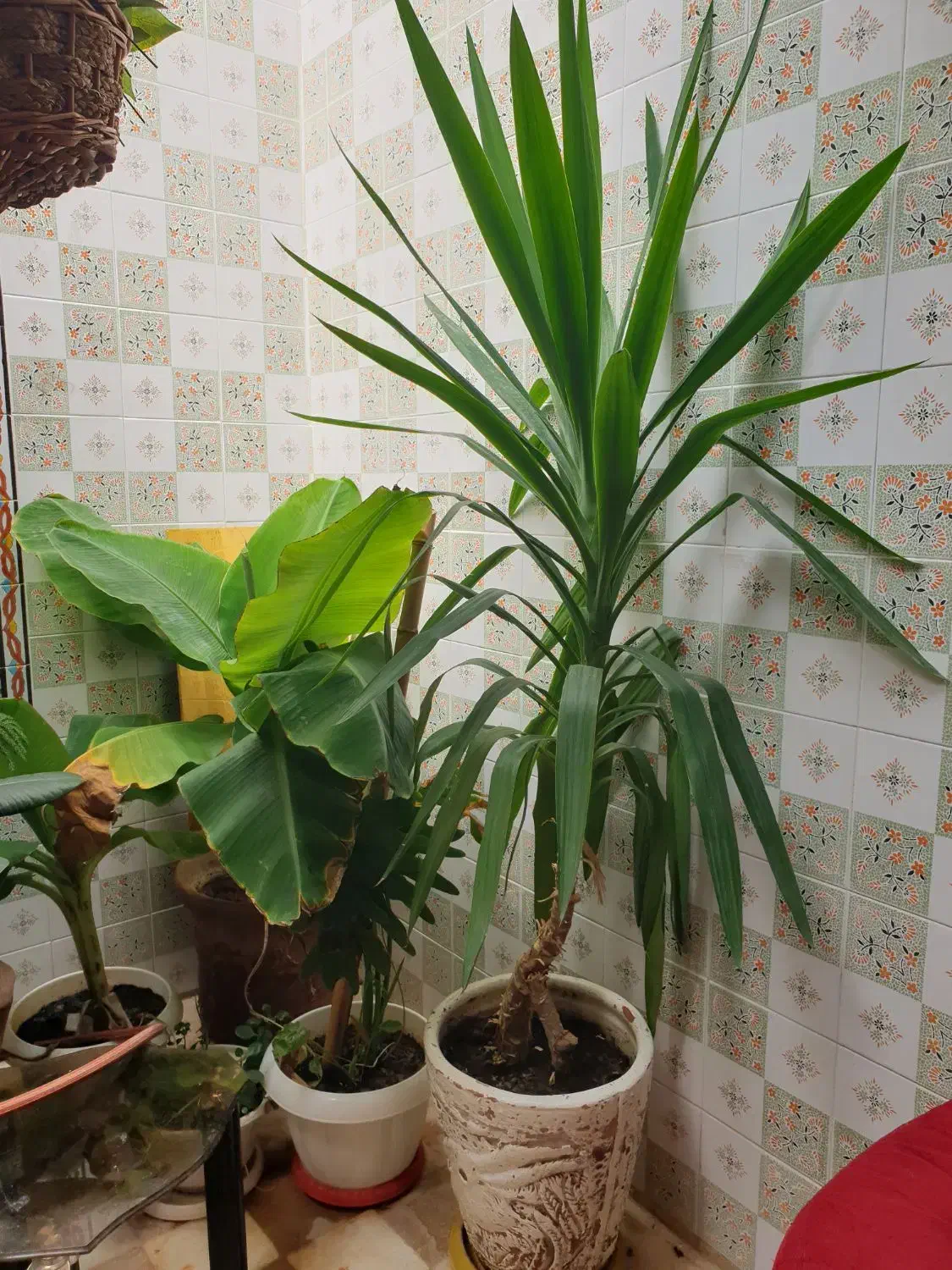 فروش گل وگیاه زینتی|گل و گیاه طبیعی|شیراز, ریاستی|دیوار