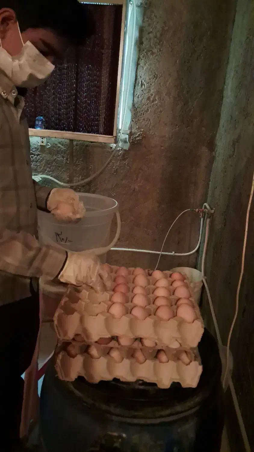 تخم مرغ بومی گلپایگانی گنجینه|خوردنی و آشامیدنی|اصفهان, شیخ طوسی|دیوار