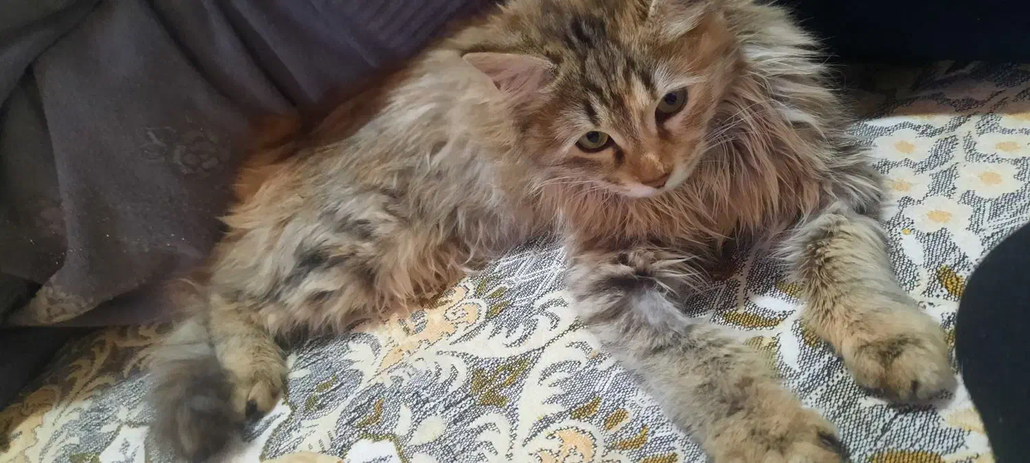 گربه رنگ مخلوط ماده موبلند|گربه|سبزوار, توحیدشهر|دیوار