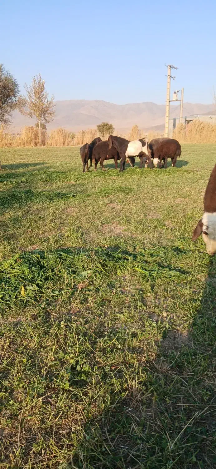 بزغاله|حیوانات مزرعه|بروجرد, |دیوار