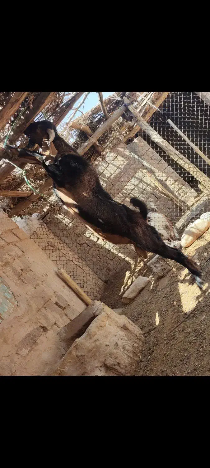 نر بز یک سال و سه چهار ماه درشت اندام و نژاد خوب|حیوانات مزرعه|دهلران, |دیوار