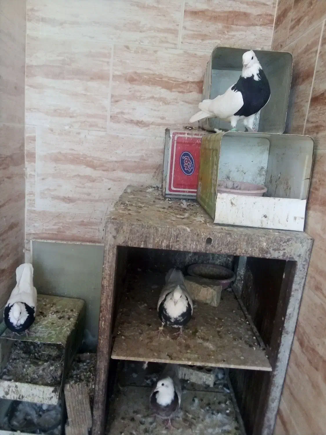 دهاقان ،کبوتر طوقی|پرنده|دهاقان, |دیوار